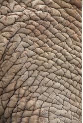 Photo Textures of Animals Skin